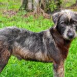 Frankie, the rescue dog rehabilitated by the Animal Welfare Society of SA