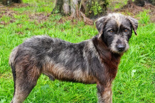 Frankie, the rescue dog rehabilitated by the Animal Welfare Society of SA