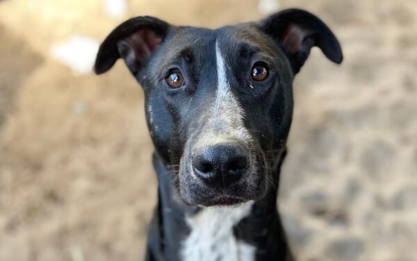 Bagheera Is Looking for a Home Through TEARS