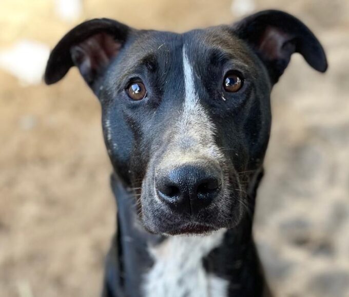 Bagheera Is Looking for a Home Through TEARS