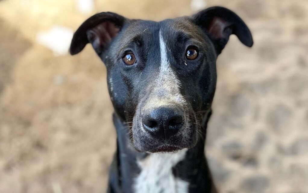 Bagheera Is Looking for a Home Through TEARS