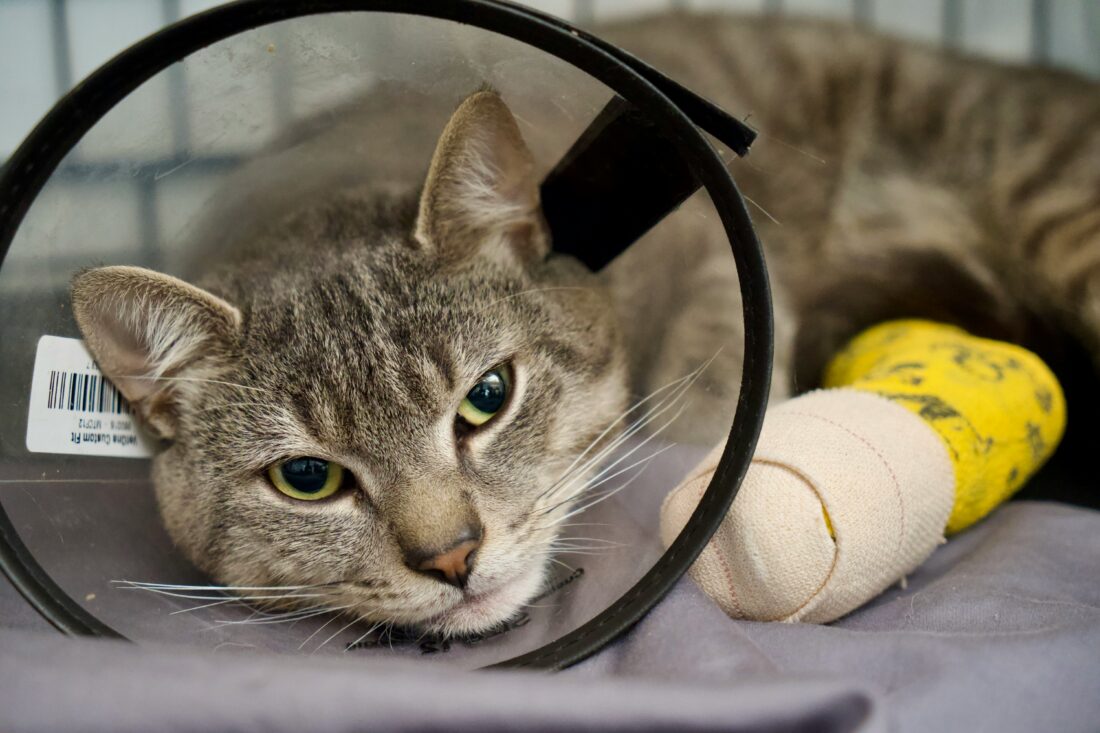 Cat resting comfortably at home while recovering after surgery