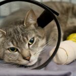 Cat resting comfortably at home while recovering after surgery
