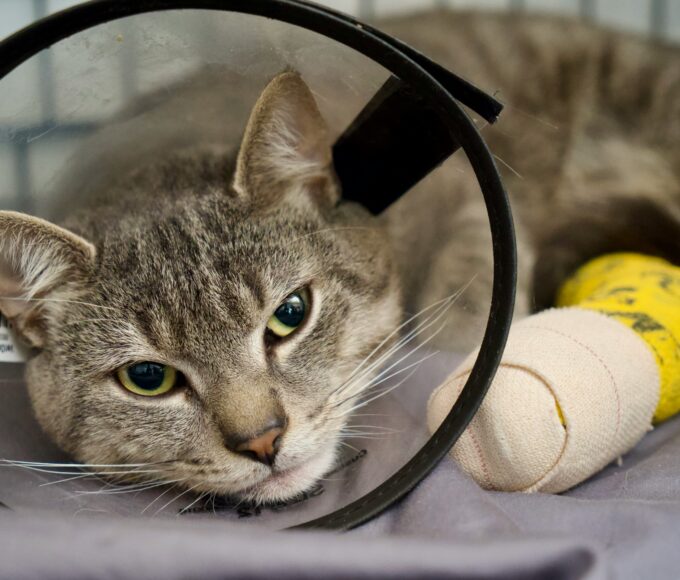 Cat resting comfortably at home while recovering after surgery