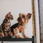 Top Dog and Cat Names for 2026