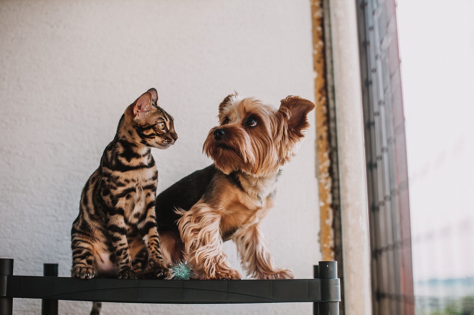 Top Dog and Cat Names for 2026