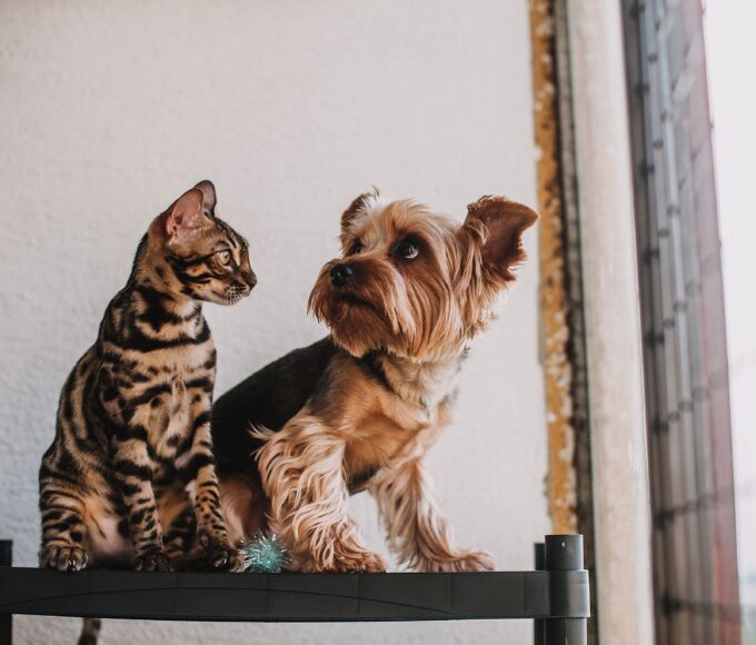 Top Dog and Cat Names for 2026
