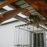 Dr Dorianne Elliott explains how changes in feather appearance sometimes provide early warning signs of health problems in pet birds.