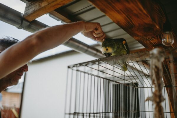 Dr Dorianne Elliott explains how changes in feather appearance sometimes provide early warning signs of health problems in pet birds.