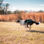 Happy dog running at full speed during a burst of zoomies