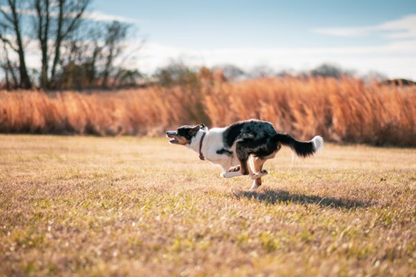 Happy dog running at full speed during a burst of zoomies