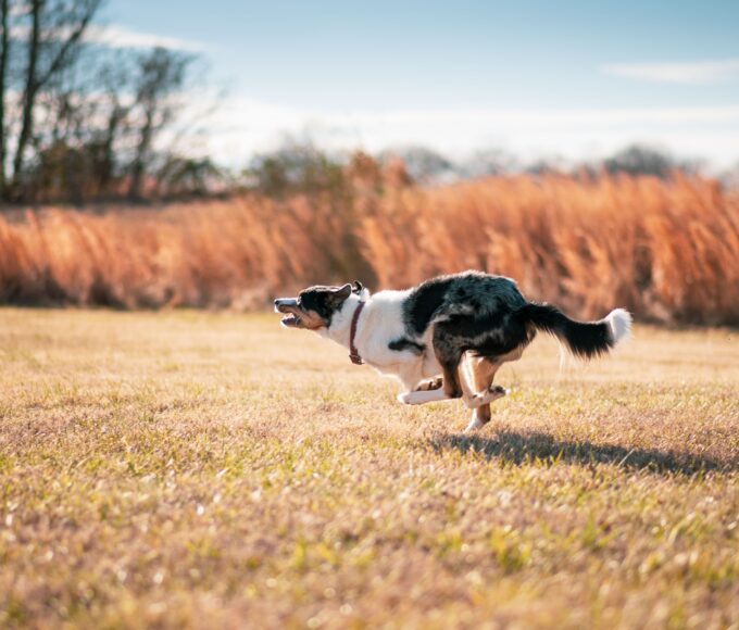 Happy dog running at full speed during a burst of zoomies