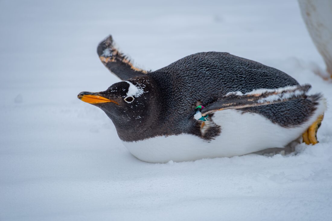 Gentoo penguin representing the newly recognised southeastern gentoo penguin species found on the Kerguelen Islands