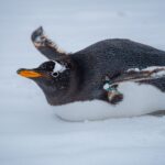 Gentoo penguin representing the newly recognised southeastern gentoo penguin species found on the Kerguelen Islands