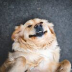 Meet Weasel, the senior golden retriever earning his Pawlates King title.
