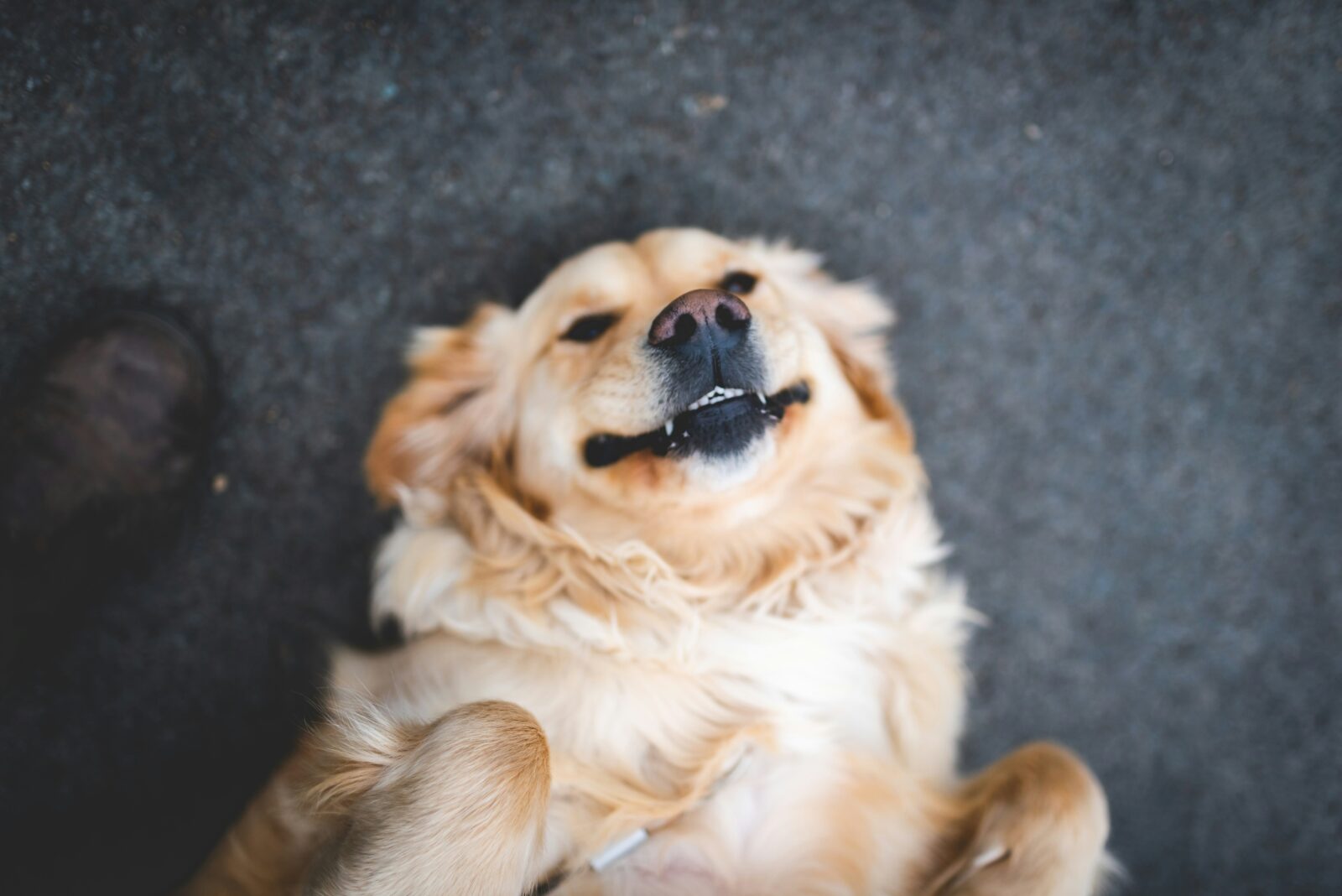 Meet Weasel, the senior golden retriever earning his Pawlates King title.