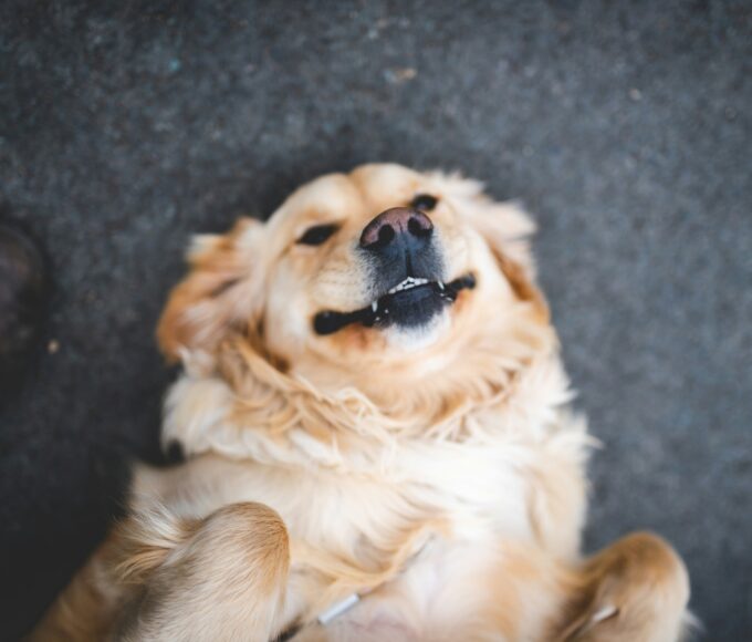 Meet Weasel, the senior golden retriever earning his Pawlates King title.